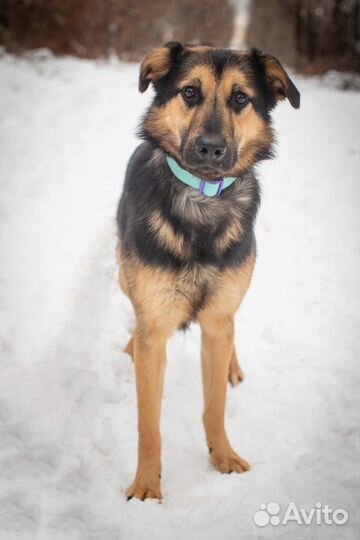 Почти овчарка, только размером поменьше