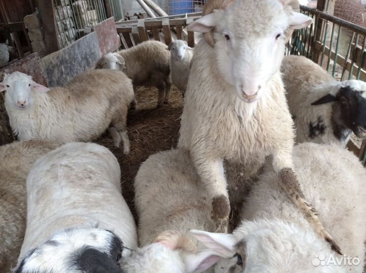 Курдючные бараны