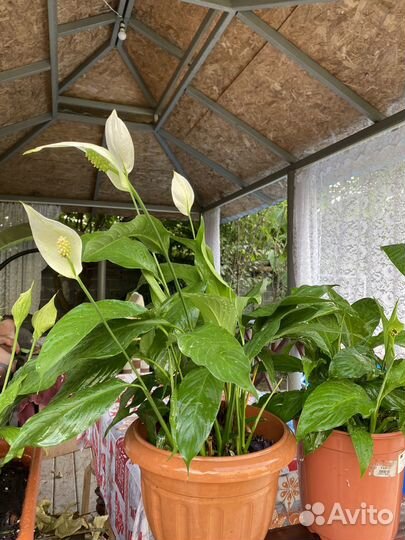 Комнатные цветы Женское счастье