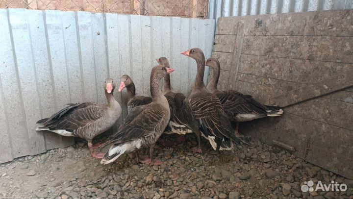 Гусь серый дикий