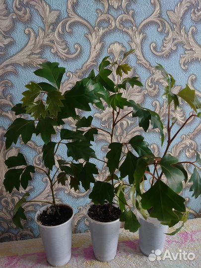 Фикус бенджамина