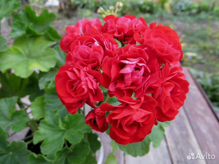 Пеларгония герань сортовая