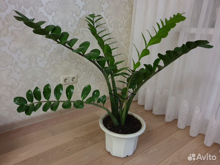 Замиокулькас, фикус Бенджамина