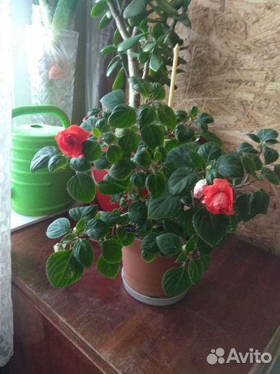 Бальзамины