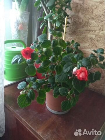 Бальзамины