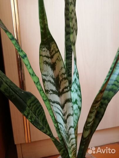 Сансевиерия