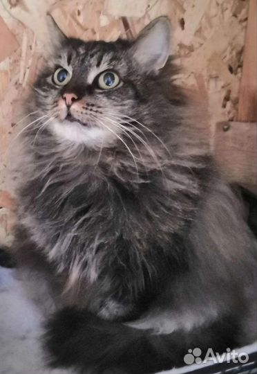 Кошечка Моника