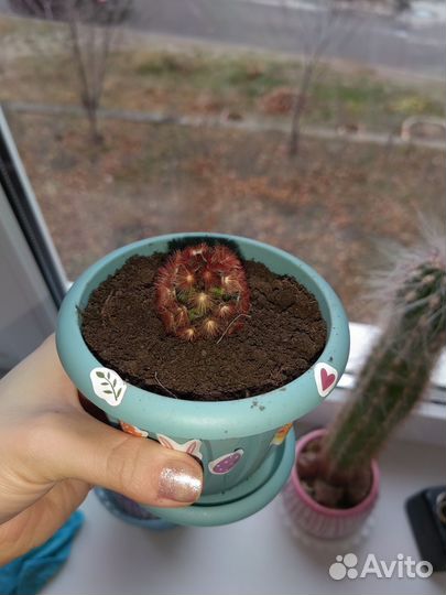 Кактус маммилярия