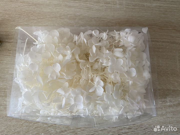 Сатабилизированная гортензия