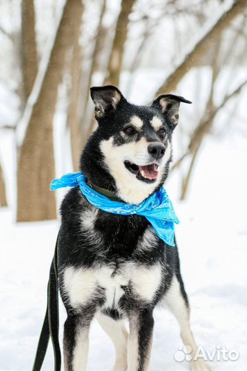 Обалденный пес нуждается в семье