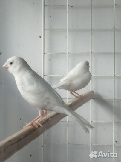 Канарейки