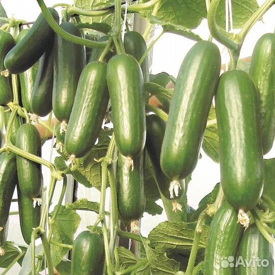 Бэби Мини F1 открытый /закрытый грунт. Семена