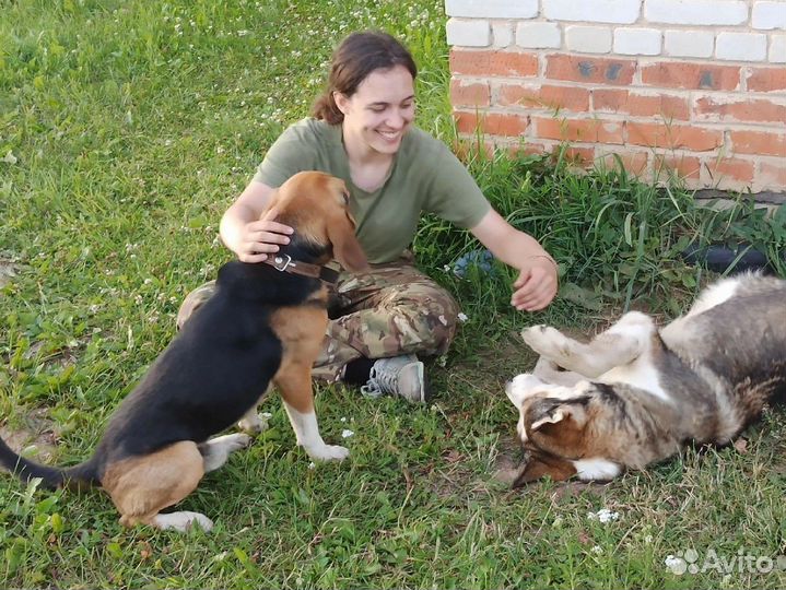 Выгул собак