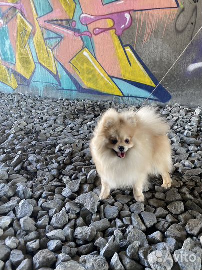 Собаки кобель