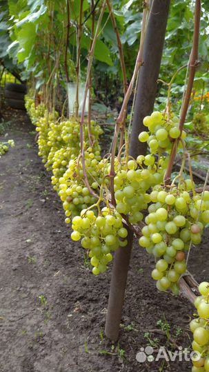 Саженцы и черенки винограда