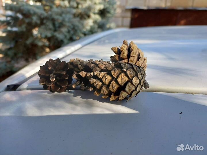 Шишки сосновые, еловые для поделок, мульчирование