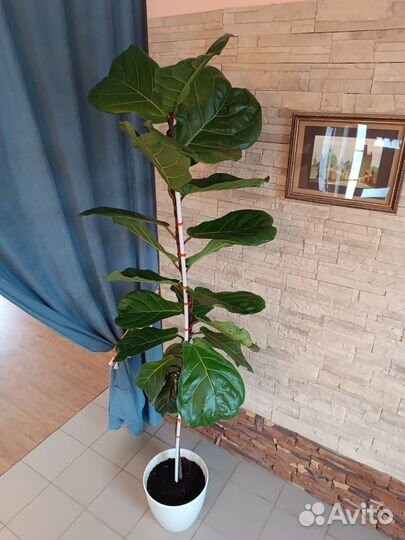 Фикус лирата крупномер 2,5м