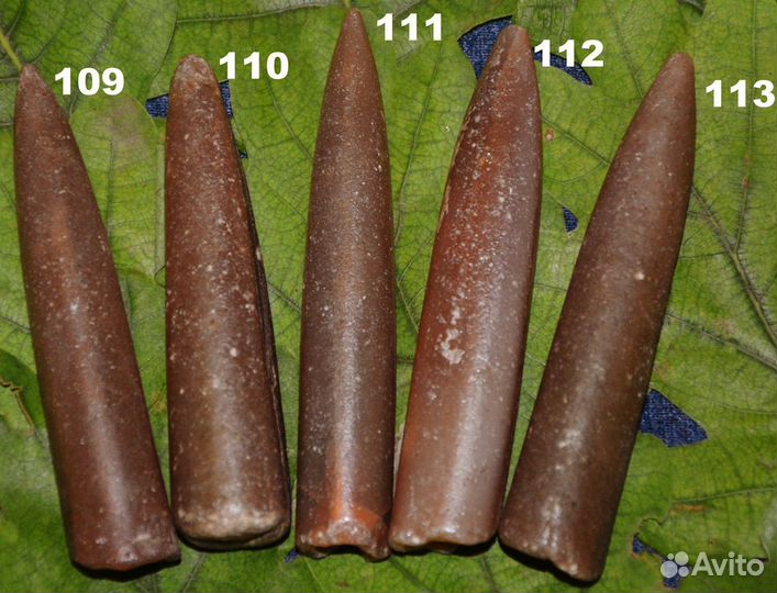Белемниты, Ортоцерасы, Эндоцерасы, наутилусы