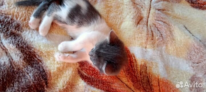 Котята в добрые руки бесплатно