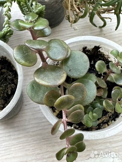 Суккуленты набор