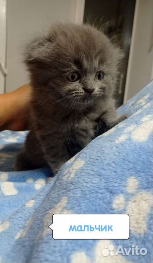 Шотландские котята