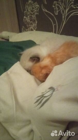 Котята в дар