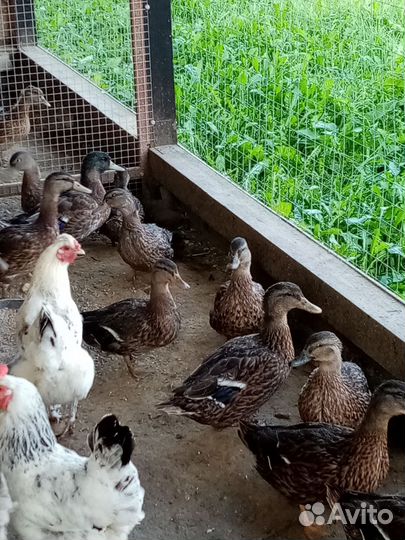 Утки подсадные для охоты