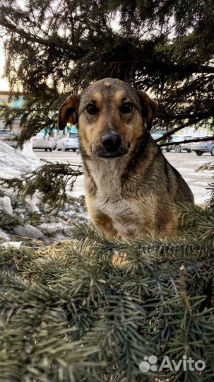 Собака в добрые руки