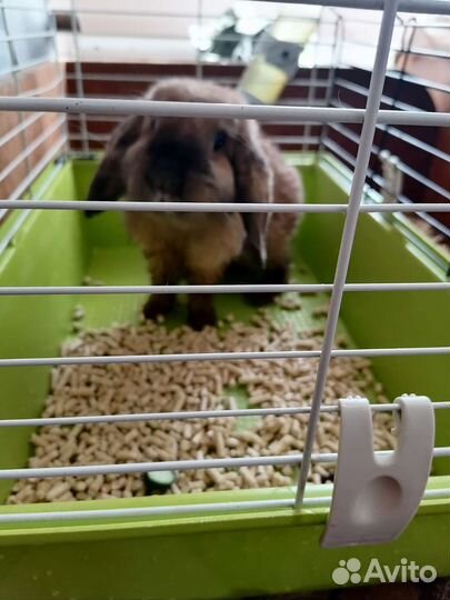 Кролик вислоухий