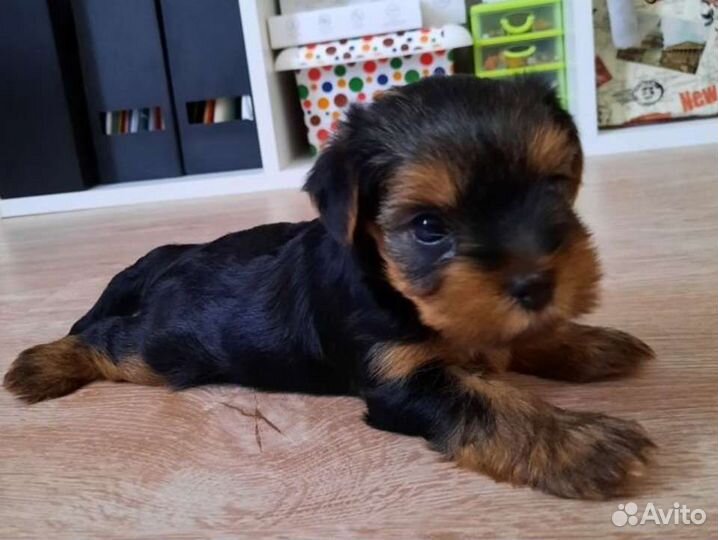 Щенки йорка мини