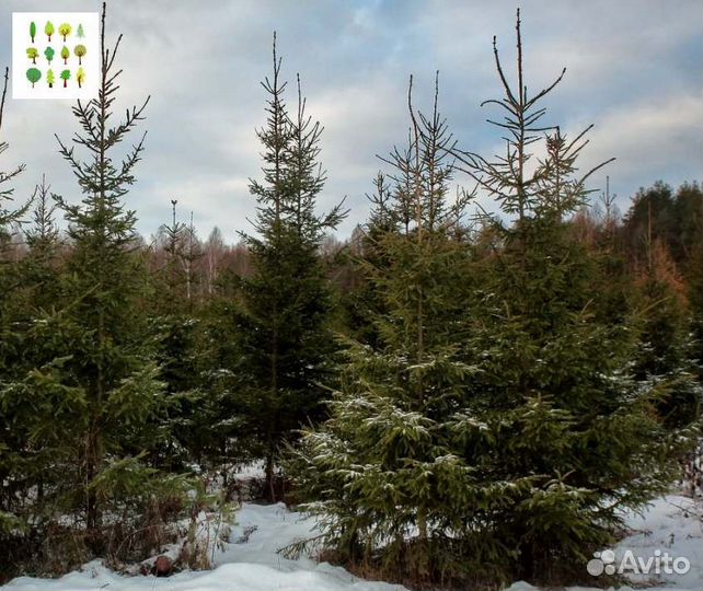 Крупномер ели оптс гарантией