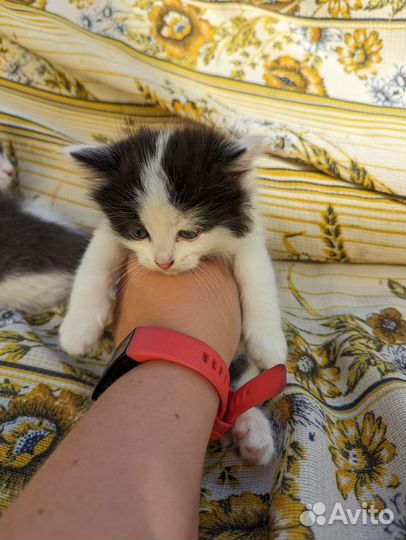 Котята в дар