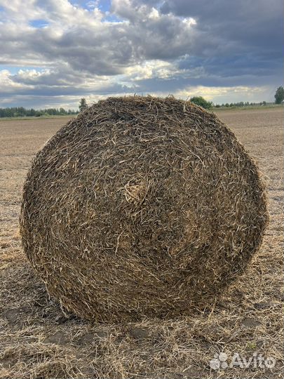 Гороховая солома