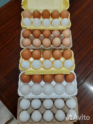 Домашнее куриное яйцо