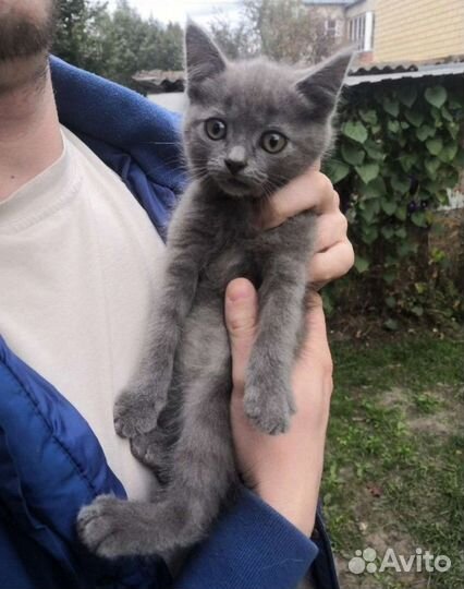 Метис британца