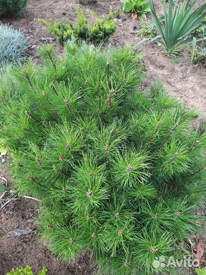 Сосна кустарниковая (P. contorta)