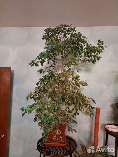 Фикус бенджамина