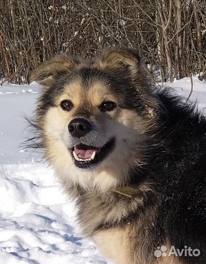 Собака в добрые руки отдам бесплатно