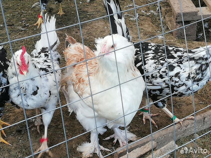 Семья 3+1 молодки на разноцветное яйцо