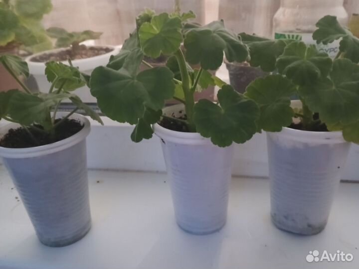 Пеларгония герань