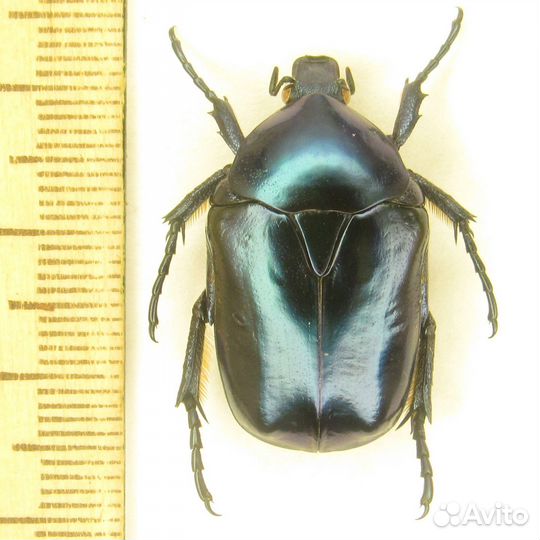 Жук Cetonischema speciosa cyanochloraA1/27 мм/Иран