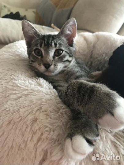 Кошка в дар бесплатно