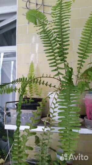 Продам коллекцией растения