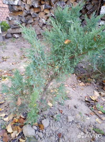 Можжевельники