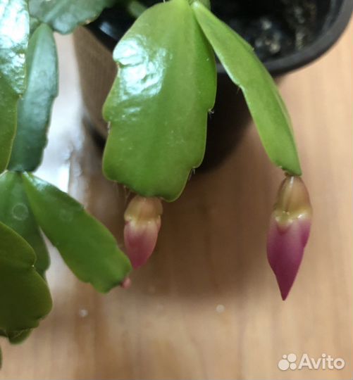 Зигокактус «декабрист «