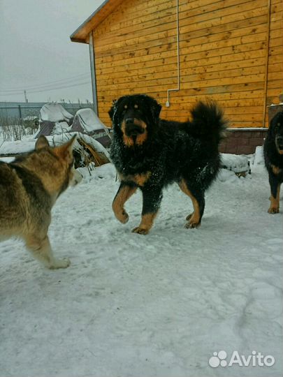Уход за собакой