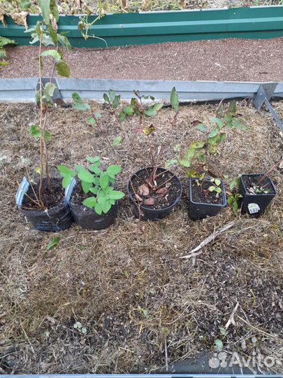 Вкусная жимолость