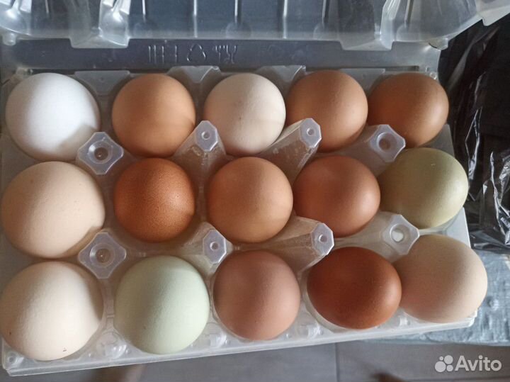 Инкубационное яйцо кур