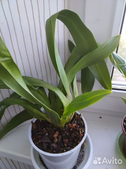 Мильтониопсис