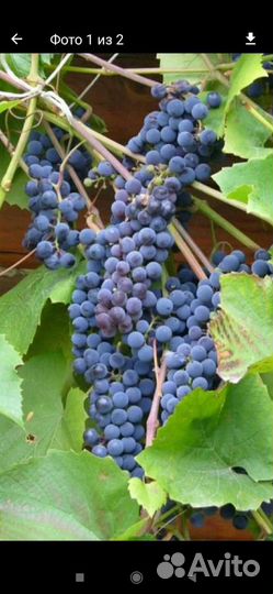 Виноград изабэла саженцы,есть взрослая лоза